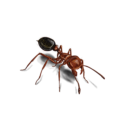 Ant Treatment