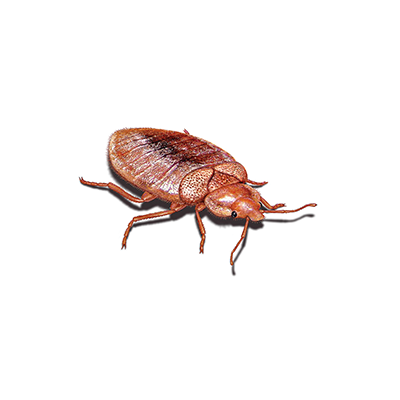 Bed Bug Treatment