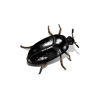 Beetle Treatment