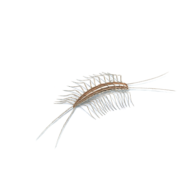 Centipede and Mellipede Treatment