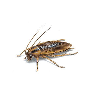 Cockroach Treatment