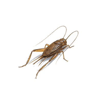 Cricket Treatment