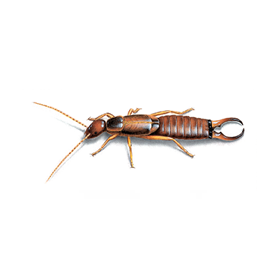 Earwig Treatment