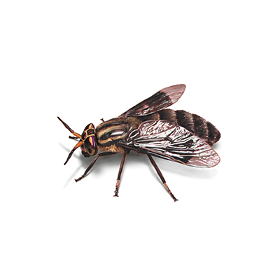 Fly Treatment