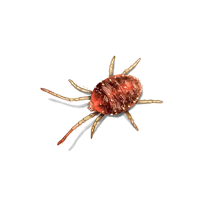 Mite Treatment
