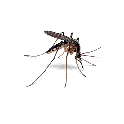 Mosquito Treatment