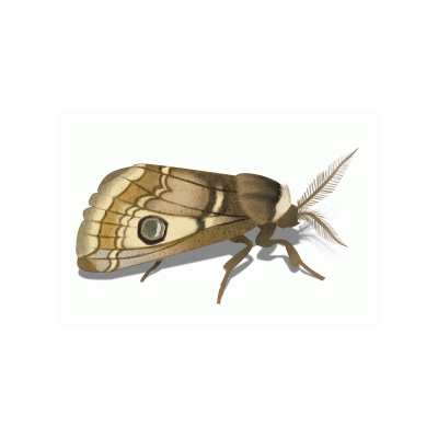 Moth Treatment