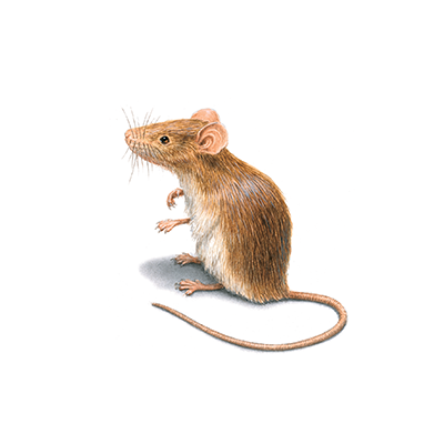 Rodent Treatment