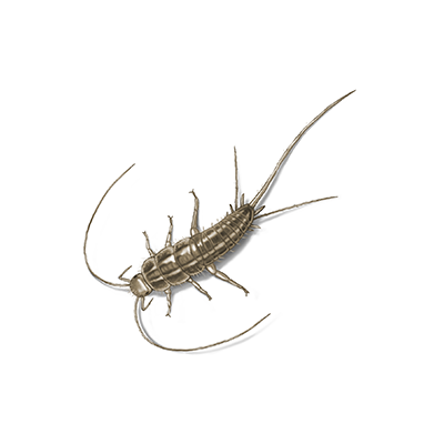 Silverfish Treatment