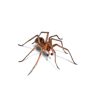 Spider Treatment