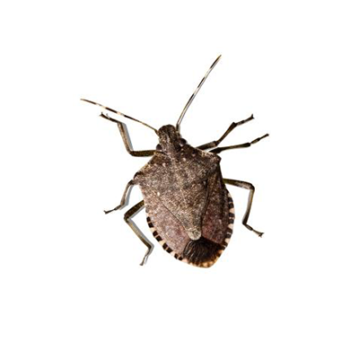 Stink Bug Treatment