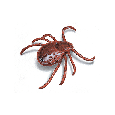Tick Treatment